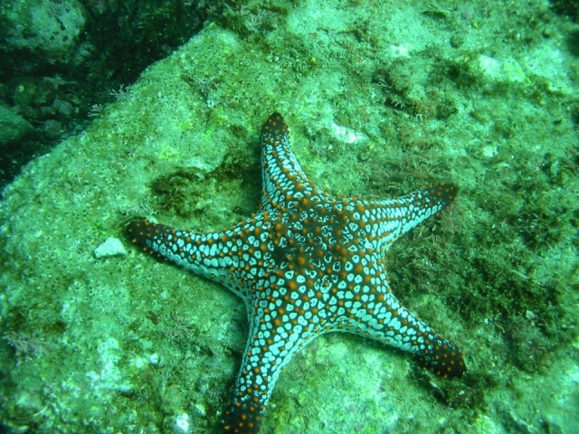 Estrellas de mar